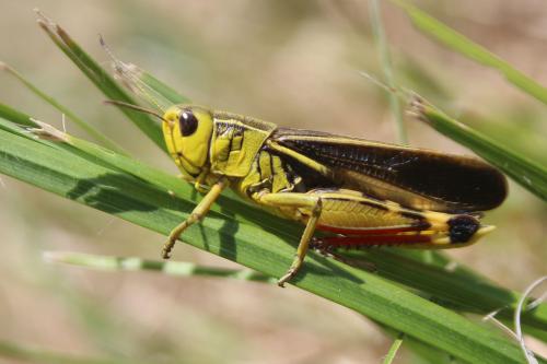 Réf. 239 674 : Arcyptera fusca